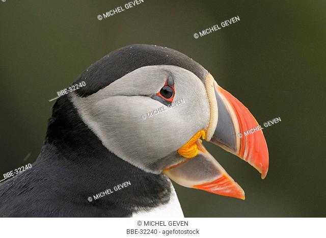 Headshot of a Puffin in bad weather
