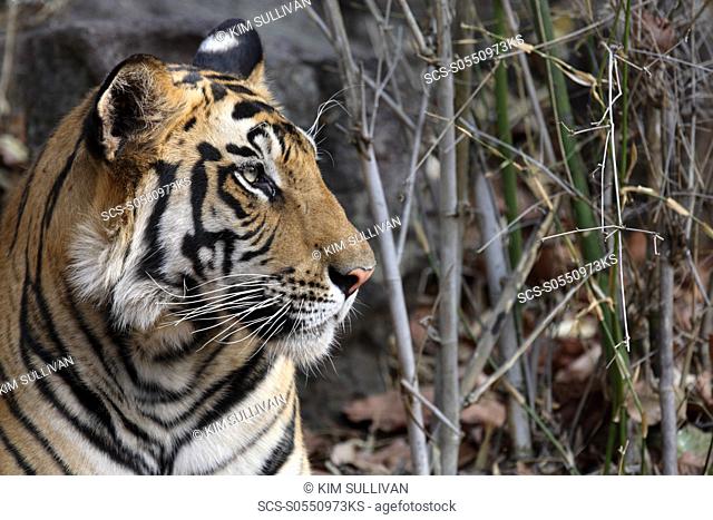 Bengal Tiger Panthera tigris tigris wild adult female, critically endangered Bandhavgarh Tiger Reserve India