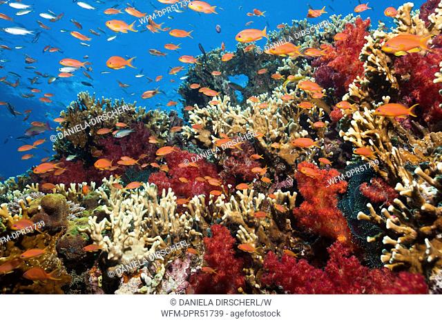 Lyretail Anthias over Coral Reef, Pseudanthias squamipinnis, Beqa Lagoon, Viti Levu, Fiji