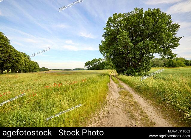 Germany, Mecklenburg-Western Pomerania, dirt road with poppies and cornflowers