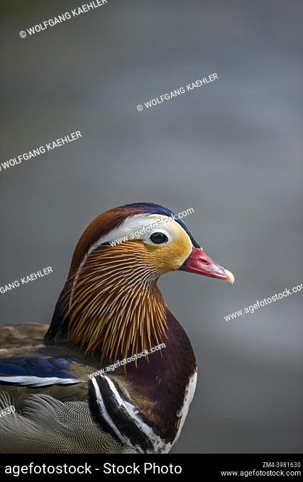 Close-up of an adult male mandarin duck (Aix galericulata) at Marina Park in Kirkland, Washington State, United States
