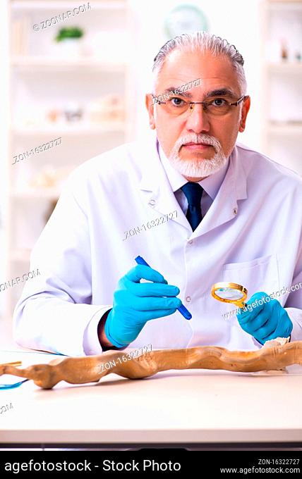 Old male paleontologist working in the lab
