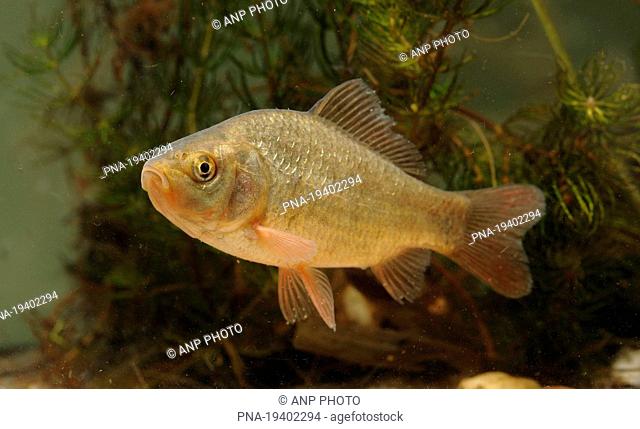 Crucian Carp Carassius carassius - Dommel, Eindhoven, Campine, North Brabant, The Netherlands, Holland, Europe