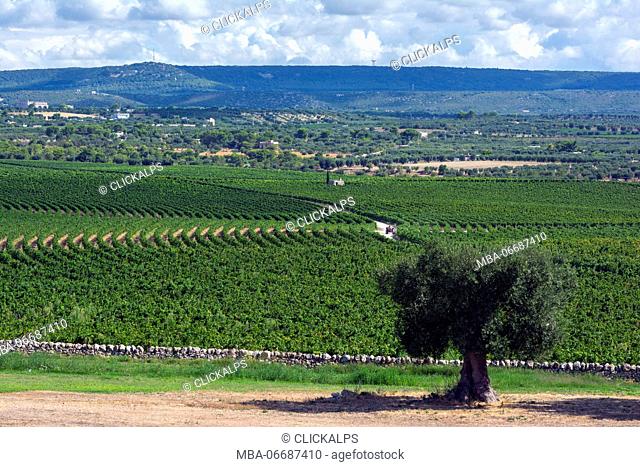 Europe, Italy, Amastuola vineyard in South Italy, Apulia