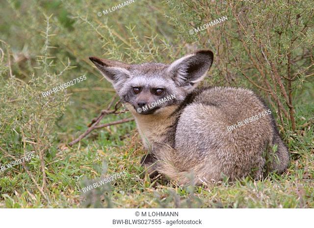 bat-eared fox Otocyon megalotis, single animal sitting in the grass, Tanzania