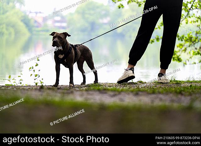 05 June 2021, Lower Saxony, Oldenburg: Pit bull dog Kylie is out in rainy weather with her owner at the Tonkuhle in Oldenburg