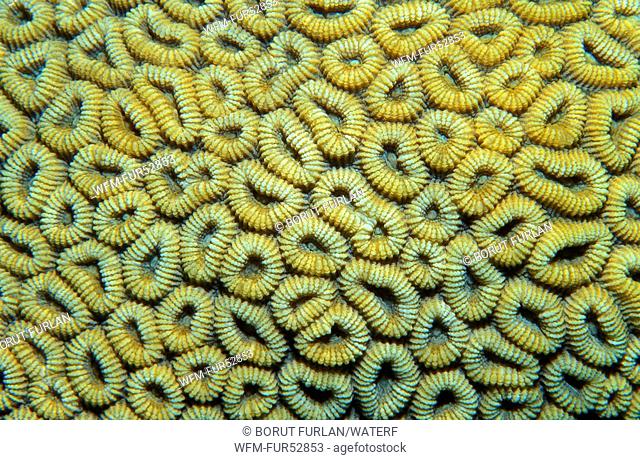 Polyps of Stony Corals, Favia favus, Sharm el Sheikh, Sinai, Red Sea, Egypt