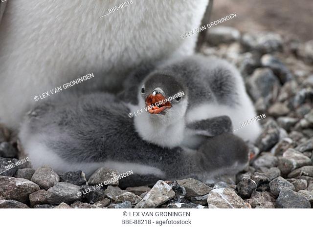 These Gentoo Penguin chicks are probably 2-3 weeks old