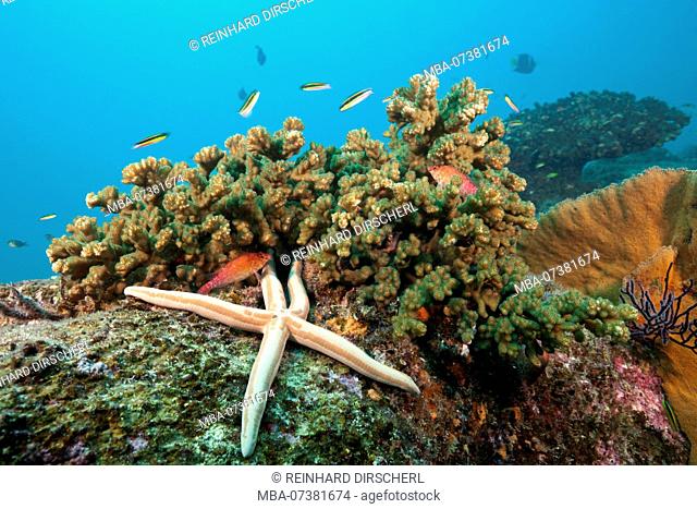Starfish in Coral Reef, Phataria unifascialis, Cabo Pulmo, Baja California Sur, Mexico
