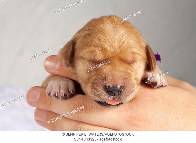 A man holding a one-week-old Golden Retriever puppy