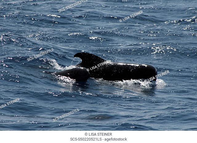 Short-fin Pilot Whale mother and calf surfing in the waves Azores, North Atlantic