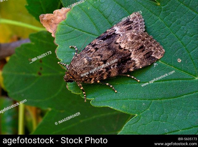Copper underwing (Amphipyra pyramidea), Pyramid Owls, Insects, Moths, Butterflies, Animals, Other Animals, Copper Underwing adult, resting on Norfolk, England