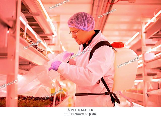 Male worker removing plastic from tray of micro greens in underground tunnel nursery, London, UK