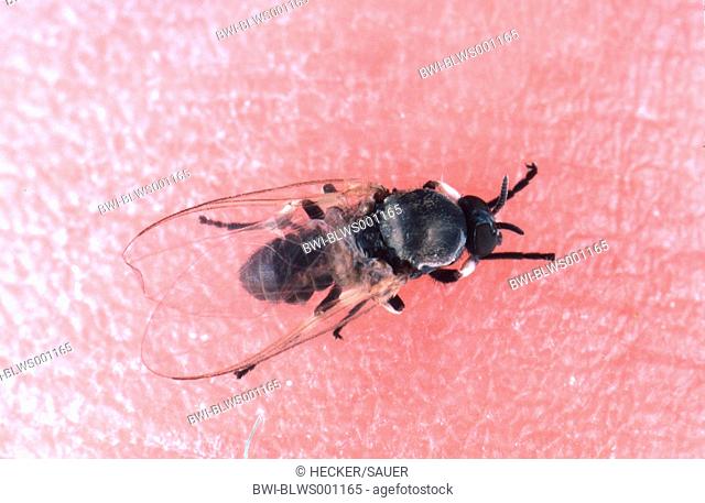 black fly, blackfly Simulium spec., imago