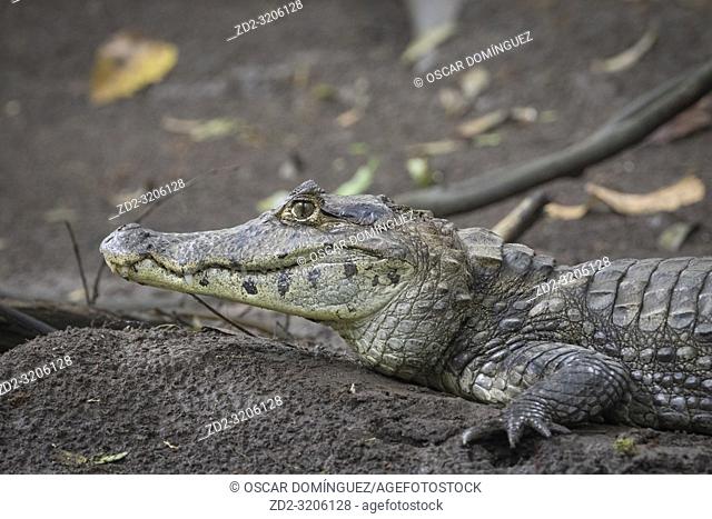 Spectacled Caiman (Caiman crocodilus) portrait. Puerto Viejo river. Heredia province. Costa Rica