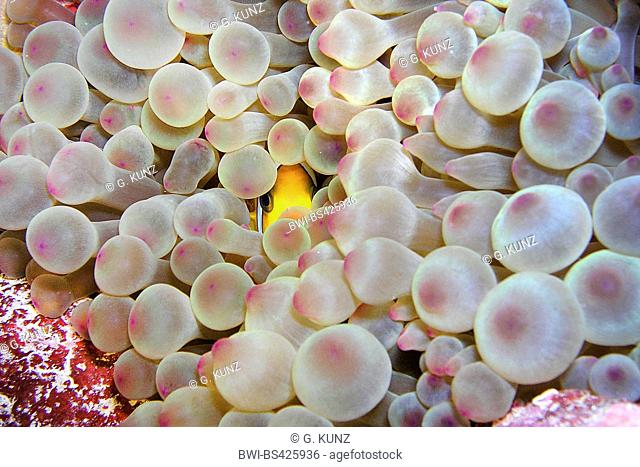 two-banded anemonefish, twoband anemonefish, red-sea anemonefish, Twobar anemone fish (Amphiprion bicinctus), between the tentacles of an anemone, Egypt