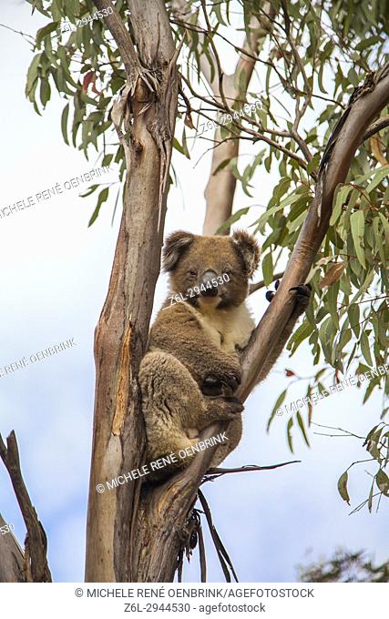 Koala in tree on Kangroo Island, Australia