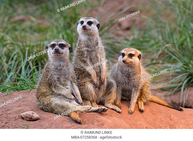 Meerkat, Suricata suricatta, with Young Animal, Family