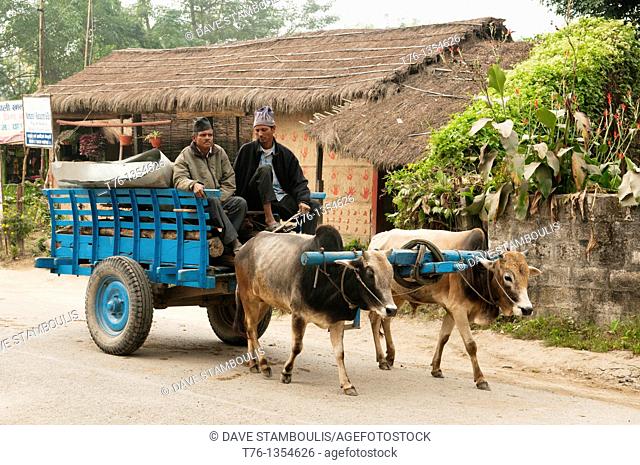 ox cart in a Tharu village in Chitwan National Park in Nepal