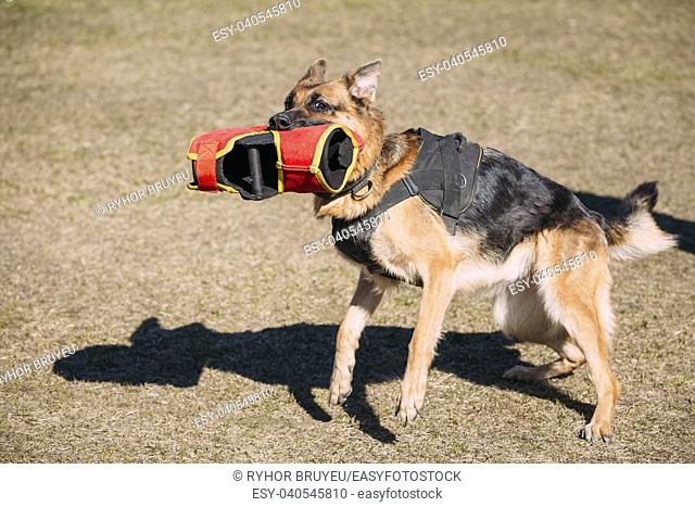 German Shepherd Dog Training. Biting Alsatian Wolf Dog. Deutscher Dog