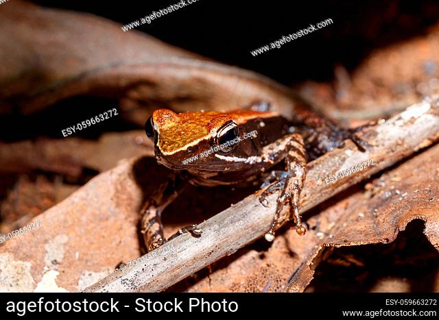 endemic frog brown Mantella (Mantidactylus melanopleura), species of small frog in the Mantellidae family. Nosy Mangabe, Madagascar wildlife and wilderness
