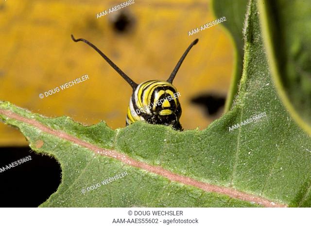 Monarch Caterpillar (Danaus plexippus) PA, Philadelphia, Schuylkill Center
