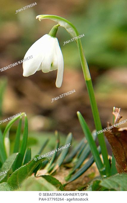 A spring snowflake (Leucojum vernum) blossoms in hanover, Germany, 28 February 2013. The meteorological start of spring is on 01 March 2013