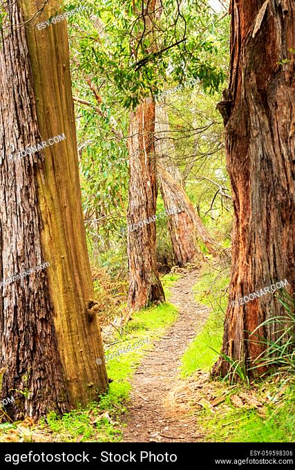 Walking trail through the forest in The Grampians National Park, Victoria, Australia