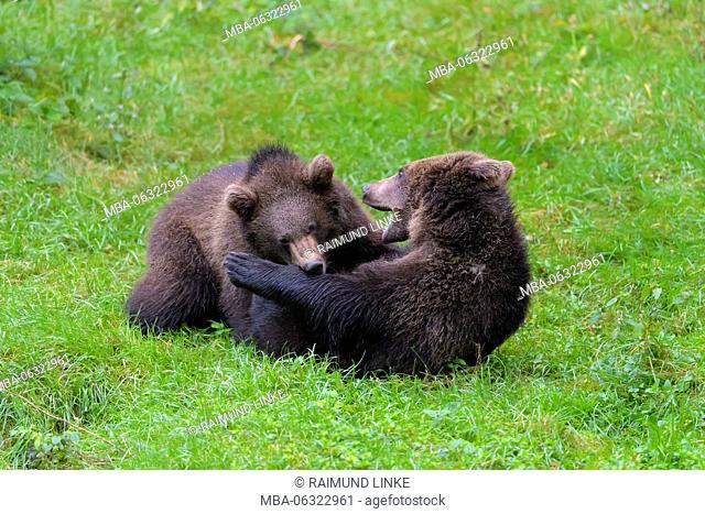 Brown Bear, Ursus arctos, Two cubs fighting, Bavaria, Germany