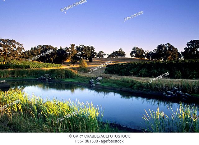 Moon over vineyards and pond, Youngs near Plymouth, Shenandoah Valley, Amador County, California