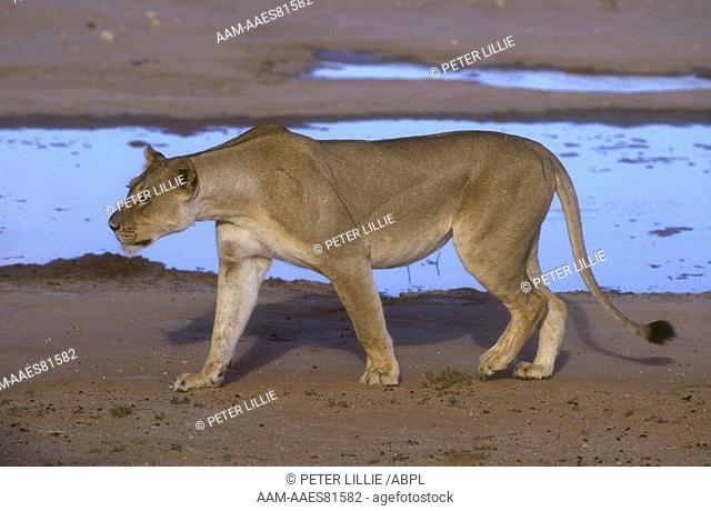 Stalking Lioness (Panthera leo), Kruger N.P., S. Africa