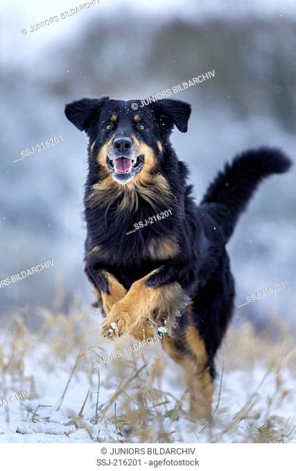 Hovawart. Adult dog running on a snowy pasture. Germany