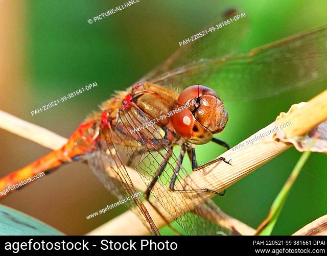 30 September 2021, Brandenburg, Ludwigsfelde: 30.09.2021, Ludwigsfelde. A red darter (Sympetrum) sits on its perch for hunting at the edge of a pond near...