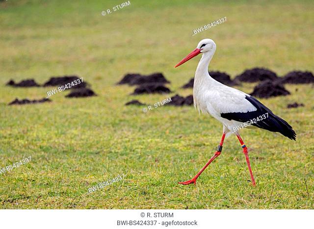 white stork (Ciconia ciconia), stalkes in a meadow, Germany, Bavaria, Niederbayern, Lower Bavaria