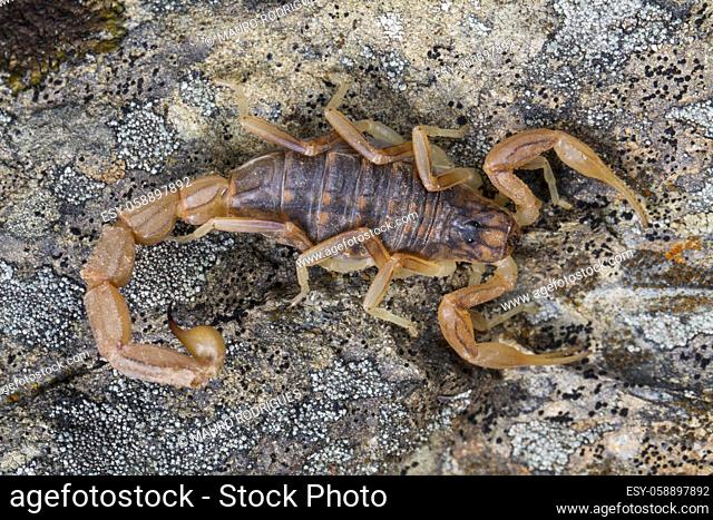 Close up view of a buthus scorpion (scorpio occitanus) in nature