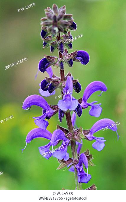 meadow clary, meadow sage (Salvia pratensis), inflorescence, Germany