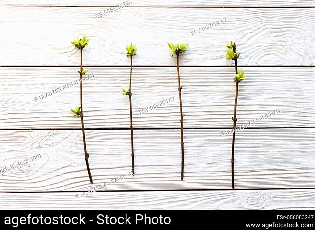 Several spring twigs with blossoming leaves on a white wooden background