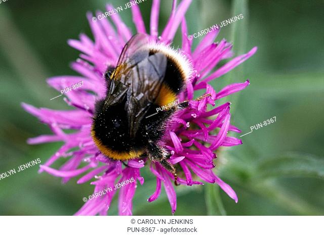Buff-tailed bumble bee Bombus terrestris collecting pollen from greater knapweed Centaurea scabiosa in August