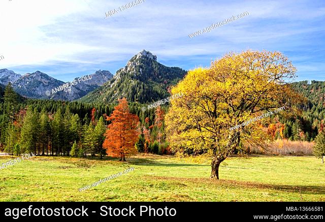 Yellow discolored sycamore maple in an alpine mountain landscape on a sunny autumn day near Buching. In the background Schönleitenschrofen and Branderschrofen