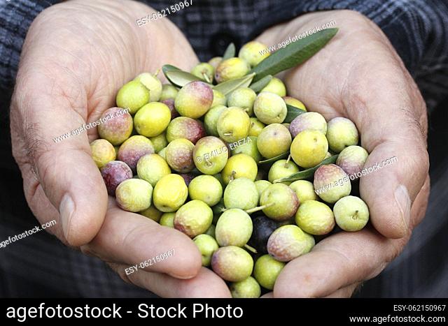 Harvesting olives. LLeida, Catalonia, Spain