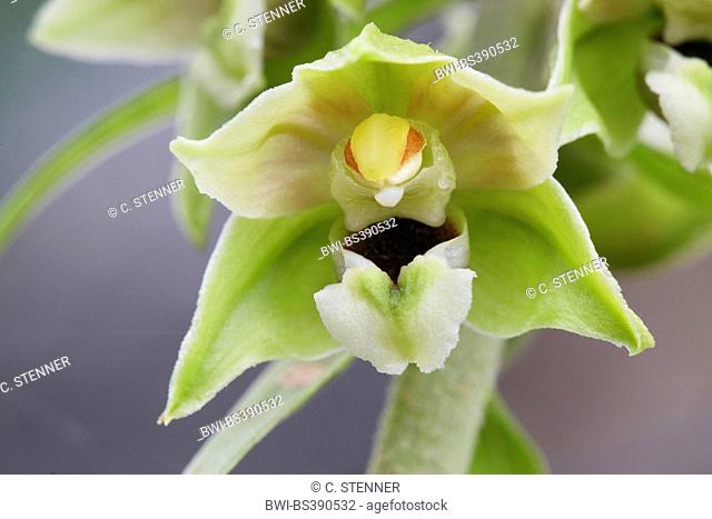 Broad-leaved helleborine, Eastern helleborine (Epipactis helleborine), flower, Germany, North Rhine-Westphalia