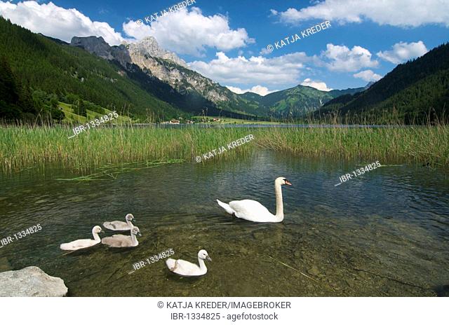 Haldensee lake with view of Mt. Gimpel, Mt. Rote Flueh, Mt. Koellenspitze, Tannheimer Tal Valley, Allgaeu, Tyrol, Austria, Europe