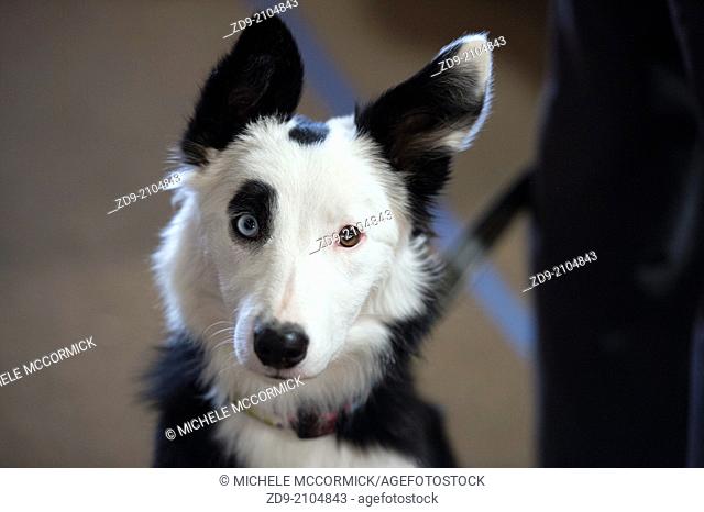 A devoted border collie's eyes are two different colors