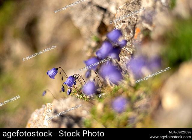 blossoms of the bluebell bellflower at an altitude of over 2300 m in Karwendel mountains on the rock