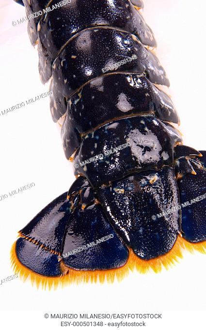 Blue Lobster tail