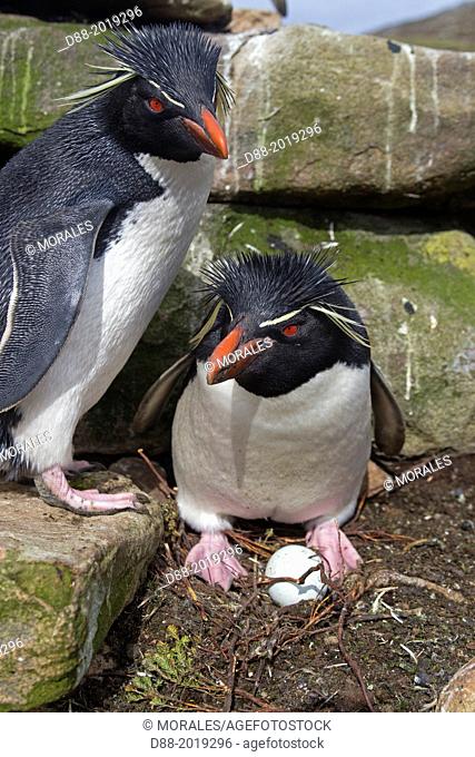 Falkland Islands, Saunders island, Rockery, Rockhopper penguin Eudyptes chrysocome chrysocome, on the nest with egg