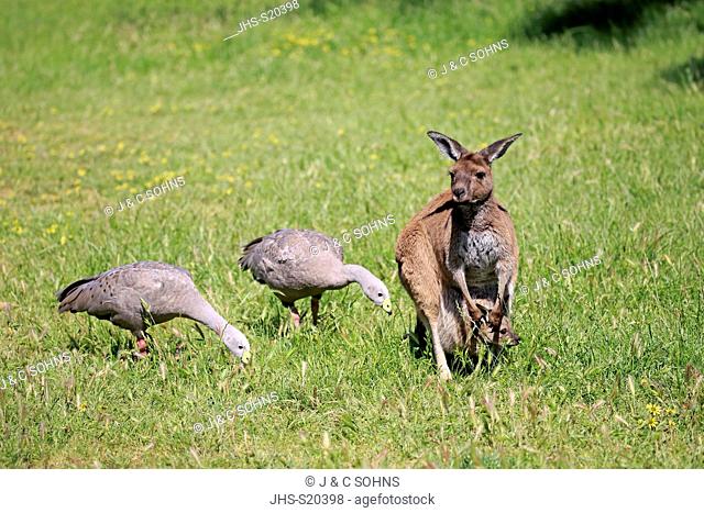 Eastern Grey Kangaroo, (Macropus giganteus), adult with joey in pouch on meadow with two Cape Barren Gooses, (Cereopsis novaehollandiae), Mount Lofty