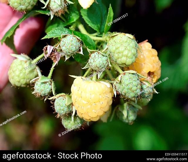 Himbeere, Gelbe, Elida, Golden Evereste, Rubus, idaeus