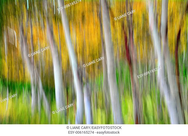 blurred forest