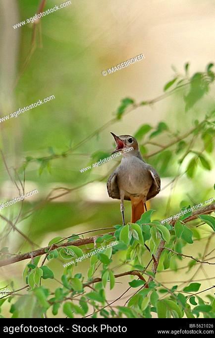 Familiar chatterer (Cercomela familiaris falkensteini) adult, yawning, sitting on a branch, mole N. P. Ghana